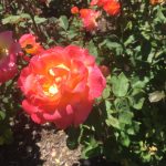 ポートランドの別名は「バラの街」。ローズ・ガーデンのきれいなバラは見逃せない！